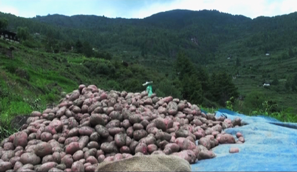 potato farmers conquer devastating with paper