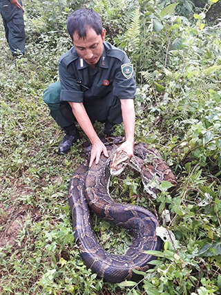 Python rescued in Samdrup Jongkhar - BBS | BBS