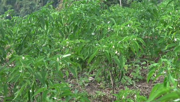 Farmers of Phuentshogling Gewog grow chilies on vast scale - BBS | BBS