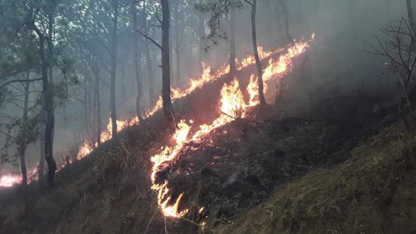 About a thousand acres of forest lost to a fire, Punakha - BBS | BBS