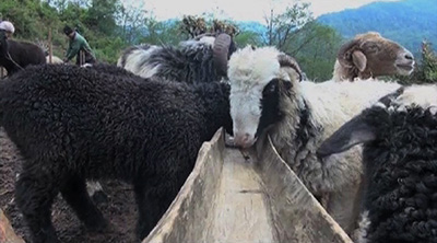 The Last Shepherd Of Thakhorling Village In Tsirang - Bbscl