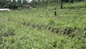 Farmers start reviving fallow land after getting reliable irrigation ...