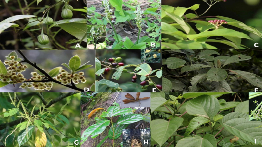 Nine new plant species discovered as new additions to Bhutan's flora ...