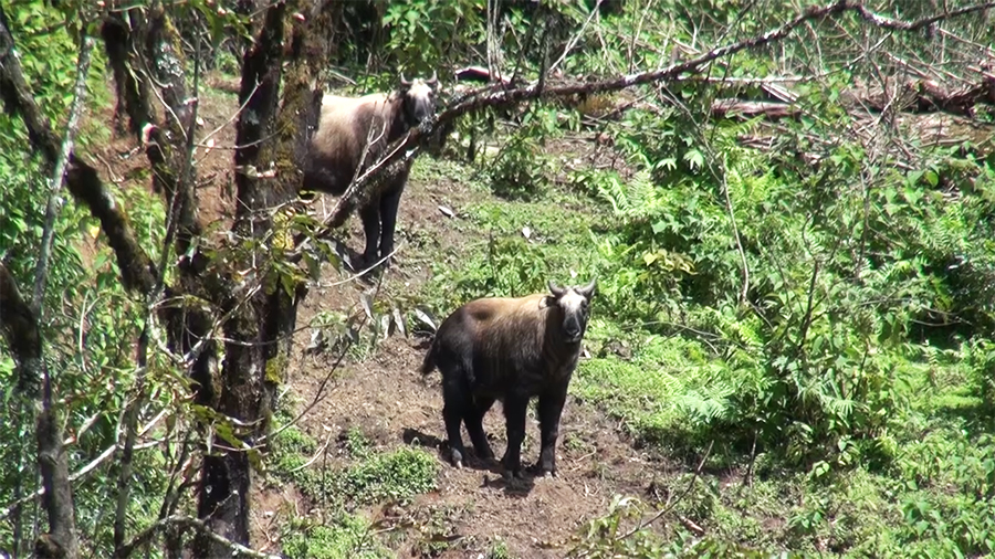 Sakteng Wildlife Sanctuary releases Takins in honour of Princess's ...